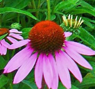 Echinacea_purpurea_