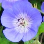 Geranium Rozanne