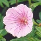 Geranium sanguineum var striatum single