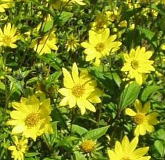 HELIANTHUS LEMON QUEEN.