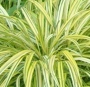 Hanonechloa macra Aureola