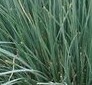 Helicotrichon_sempervirens_Saphirsprudel blue oat grass