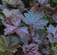 Heuchera Purple Palace and hanconechloe