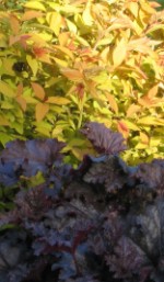 Heuchers purple spirea bumalda Goldflame