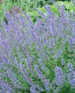 Nepeta Walkers Low