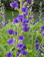 baptisia australis