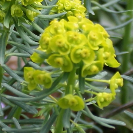 euphorbia-cyparissias