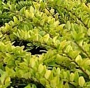 lonicera_nitida_baggesen_s_gold_