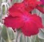 lychnis_coronaria_0