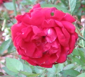 rose Louis Philippee