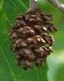 Alder European female catkins