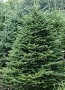 Abies-fraseri-