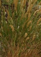 Achnatherum calamagrostis