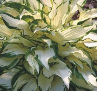 Hosta White Christmas