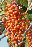 Idesia berries