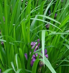 Iris graminae
