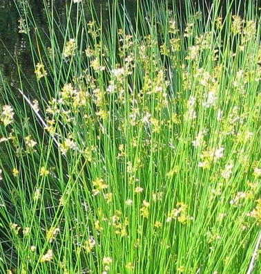 Juncus_effuses Wikipedia