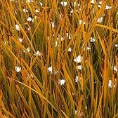 Libertia peregrinans