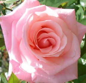 Rose high-hopes