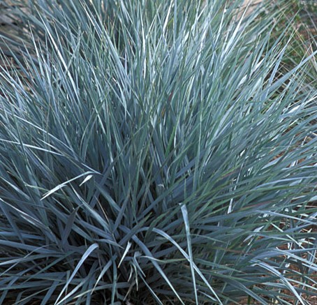 Rye grass giant blue