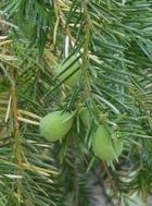 Torreya_californica