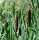 Typha latifolia cattail