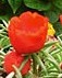 celosia-n-portulaca orange