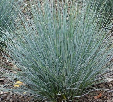 festuca-cinerea-glauca-blauschwingel