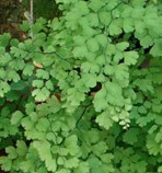 Adiantum capillus-veneris1b