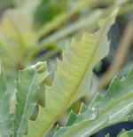 Banksia dentata.jpeg 2