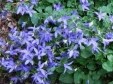 Campanula poscharskyana