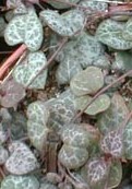 Ceropegia woodii lvs