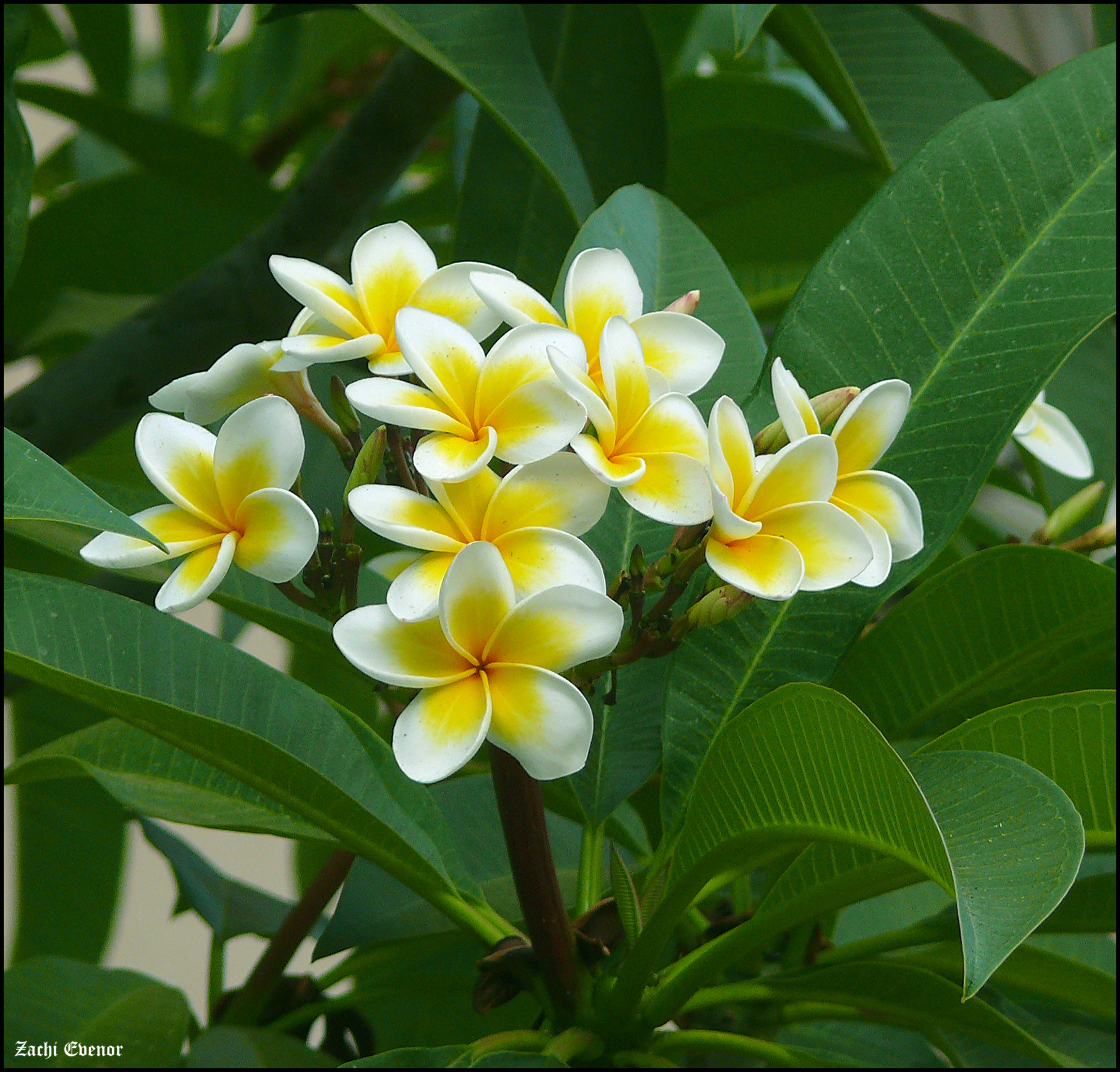 Plumeria rubra (for Naomi)