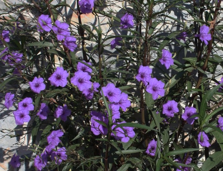 Ruellia brittoniana Mx petunia 2