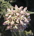Sarcostemma hirtellum trailing milkweed