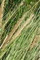 ammophila arenaria fl  European beach grass
