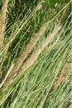 ammophila arenaria fl European beach grass
