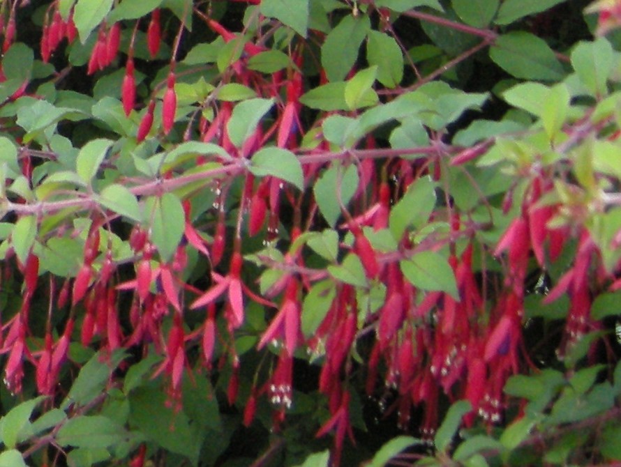 fuchsia-magellanica