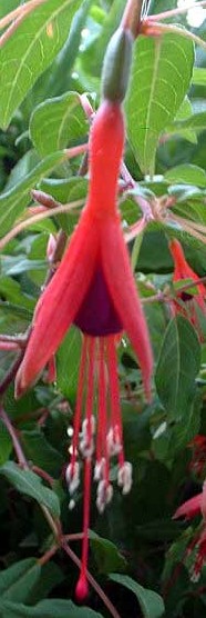 fuchsia magellanica fl