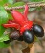 ochna serrulata fruits 2