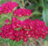 Achillea millefolium Pomgranate Veronica longofolia Eveline