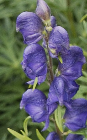 Aconitum napellus