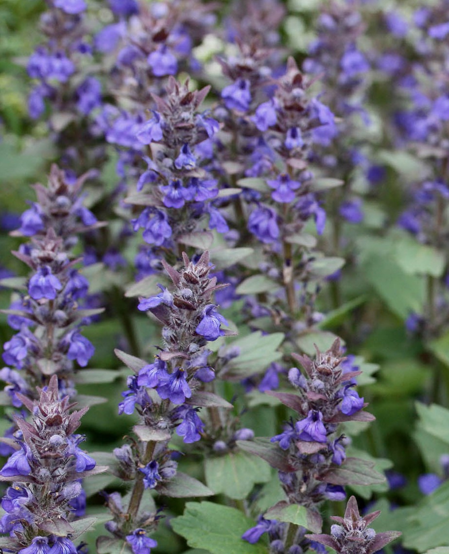 Ajuga genevensis