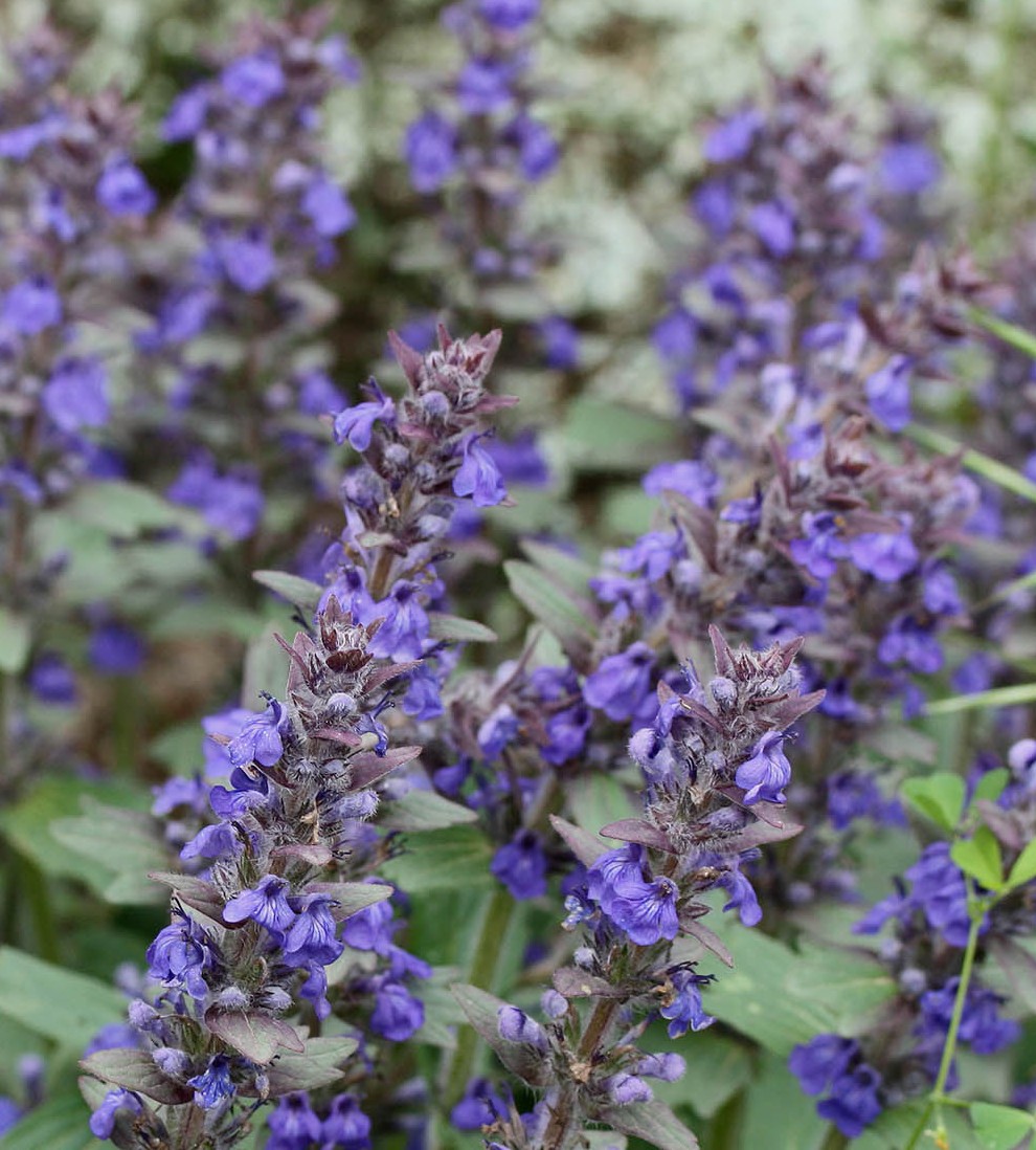 Ajuga genevensis