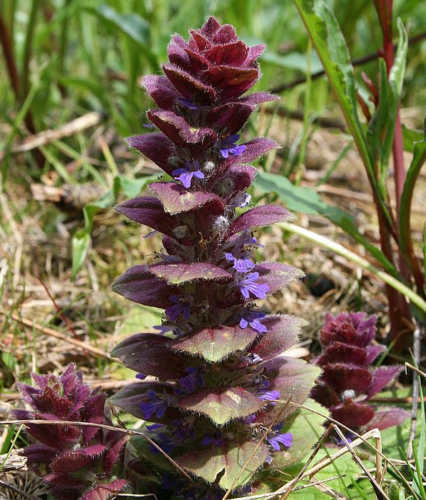 Ajuga_pyramidalis Jean-Pol GRANDMONT