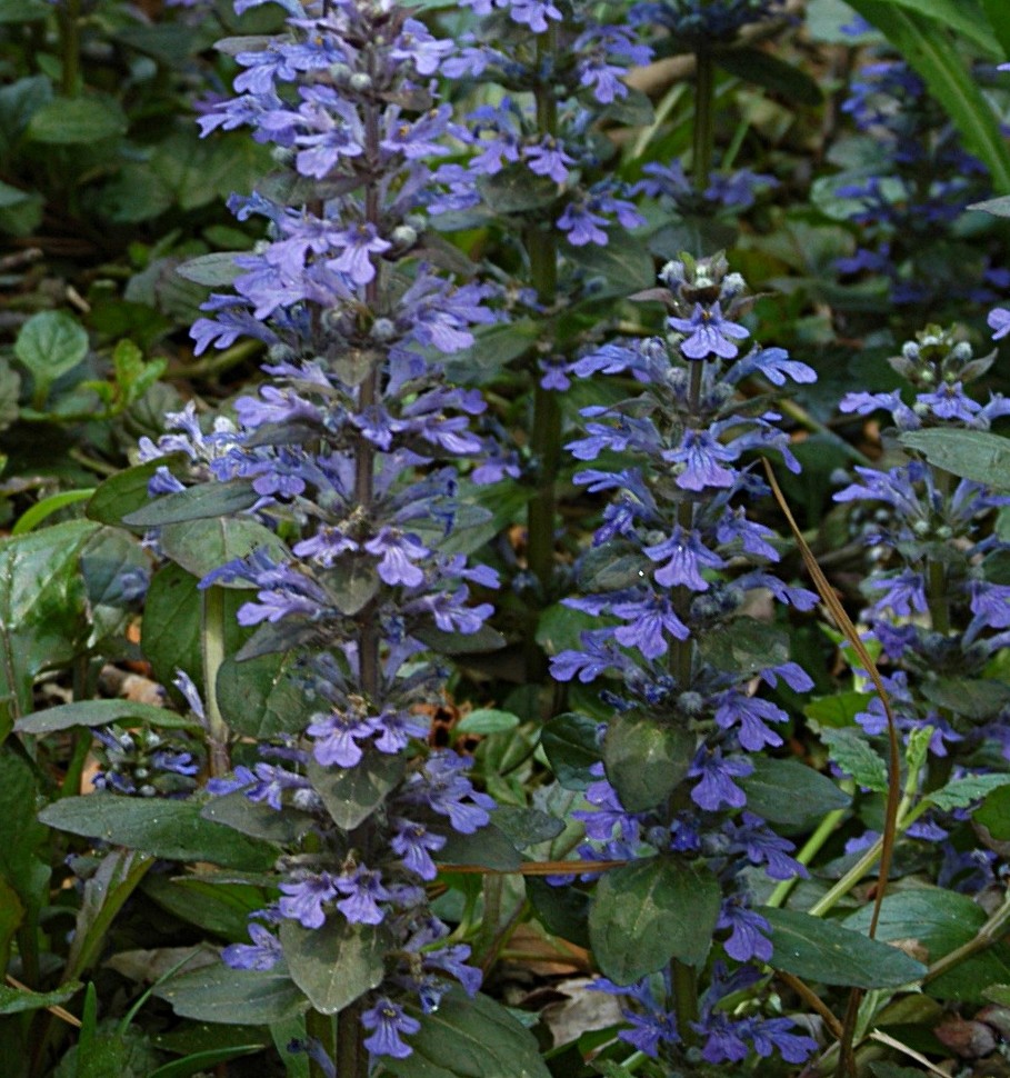 Ajuga_reptans