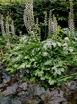 Bear's Breeches and Coral Bells plant combination