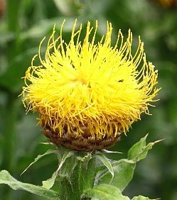 Centaurea macrocephala 2