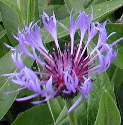 Centaurea-montana