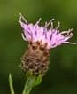 Centaurea niger